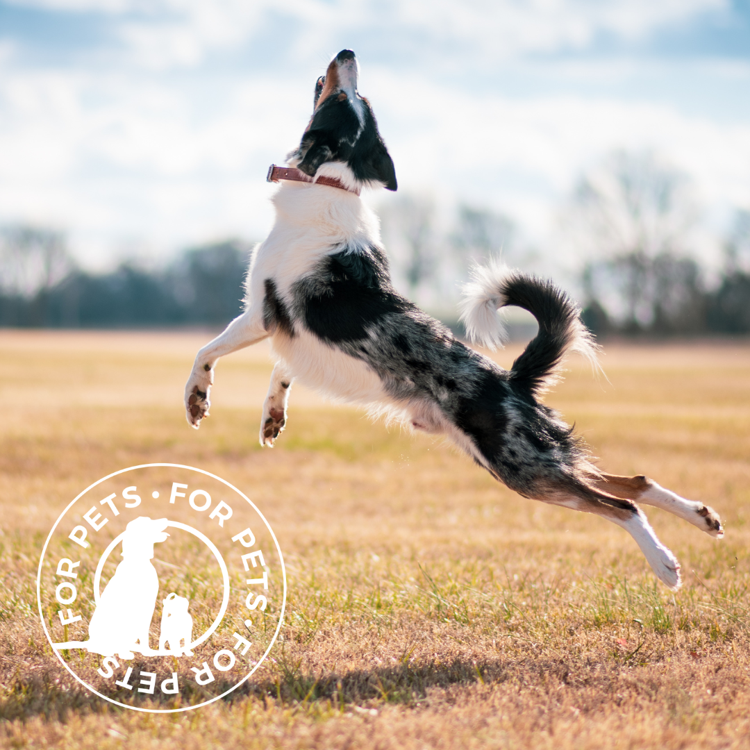 Dog leaping joyfully in an open field with a 'For Pets' seal