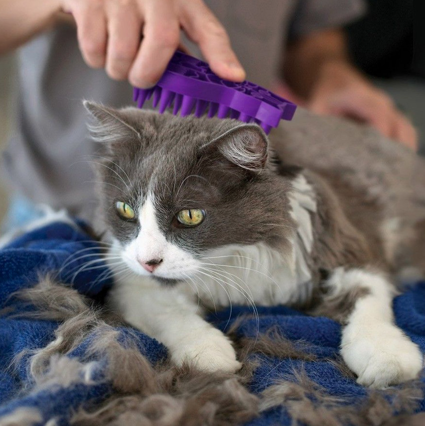 KONG Cat ZoomGroom Rubber Brush, Purple in use on a cat