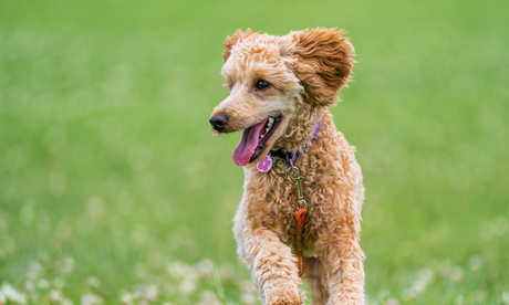 Bark2Basics