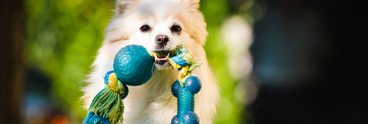 Toys & Treats