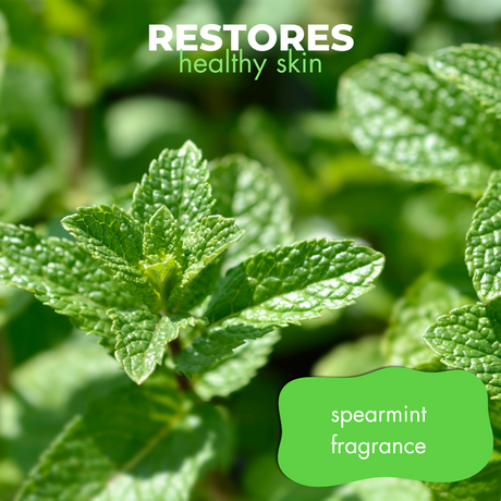 Close-up of a spearmint plant accompanied by the text: 'restores healthy skin, spearmint fragrance'