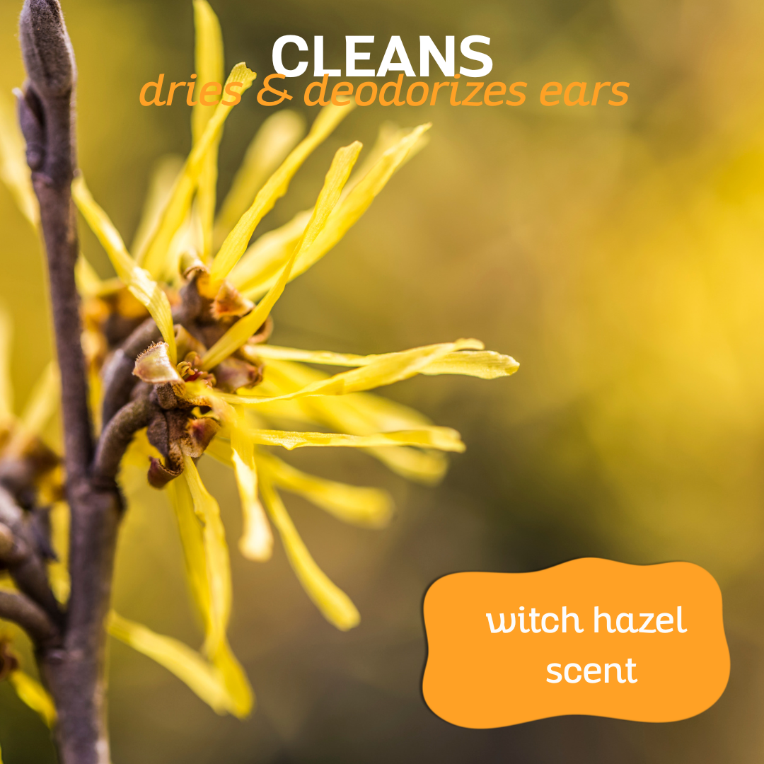 Close-up of witch hazel plant accompanied by the text: 'cleans, dries and deodorizes ears, witch hazel scent'