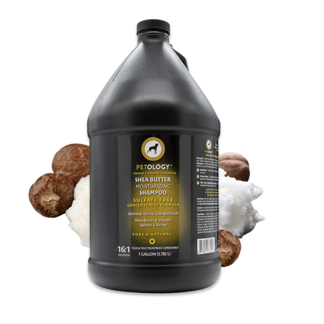 Gallon jug of Petology Shea Butter Moisturizing Shampoo, displayed with shea nuts and butter