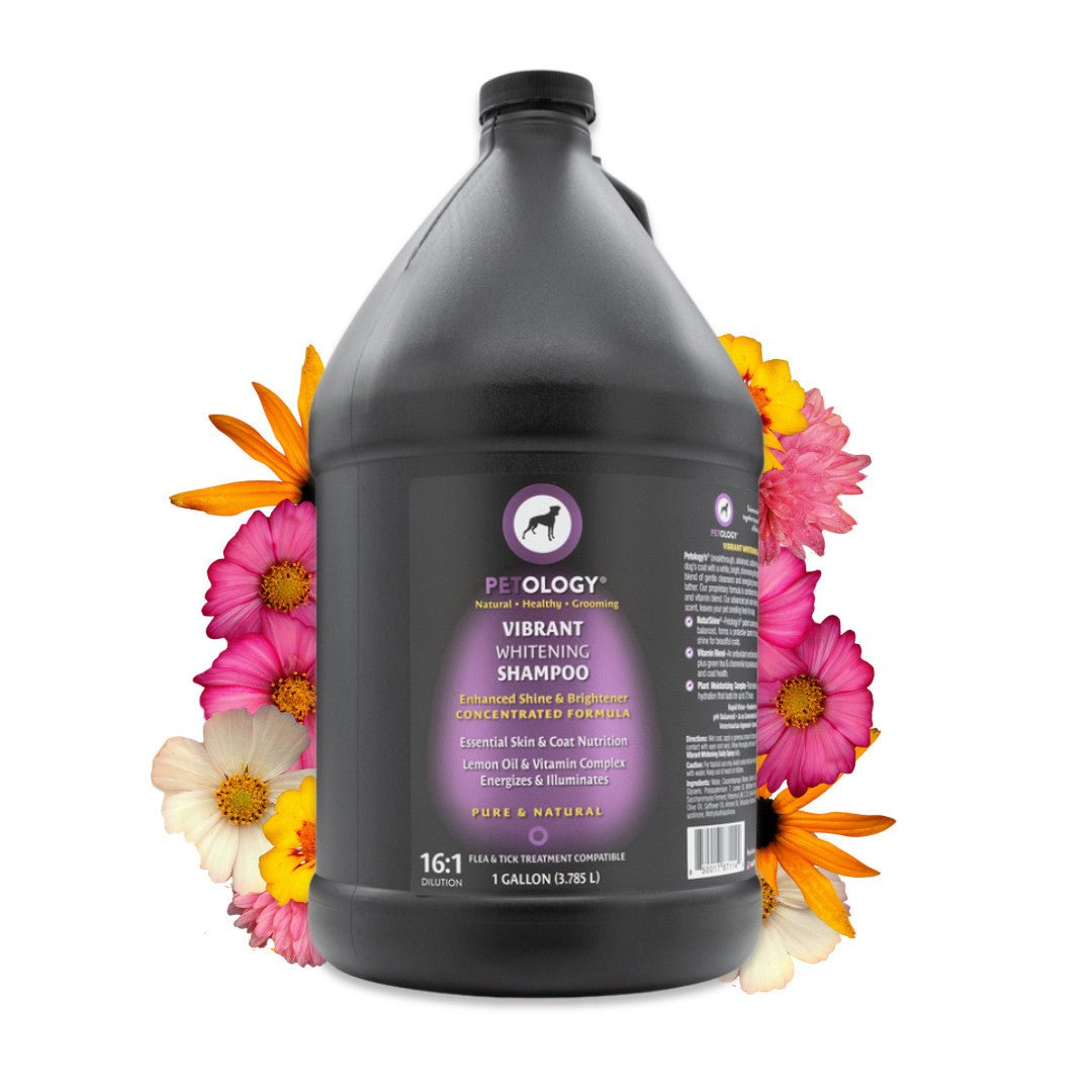 Gallon jug of Petology Vibrant Whitening Shampoo, displayed with vibrant flower petals