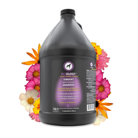 Gallon jug of Petology Vibrant Whitening Shampoo, displayed with vibrant flower petals
