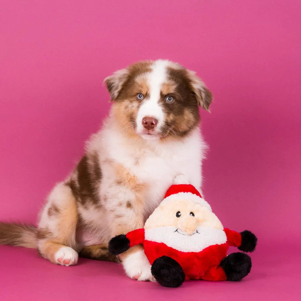 Australian Shepherd puppy with ZippyPaws Holiday Brainey Santa Toy on pink background