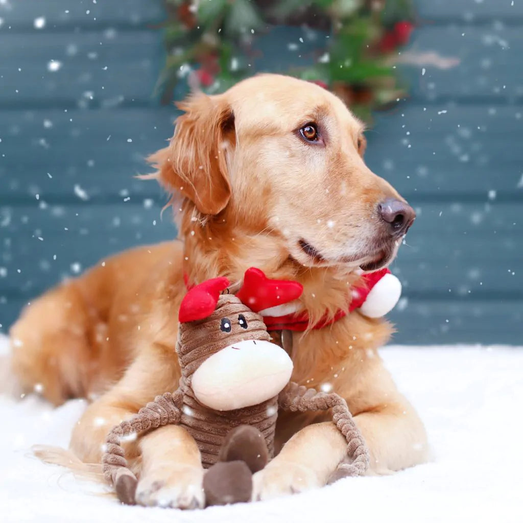 Golden Retriever with ZippyPaws Large Reindeer Holiday Crinkle Dog Toy against a snowy backdrop