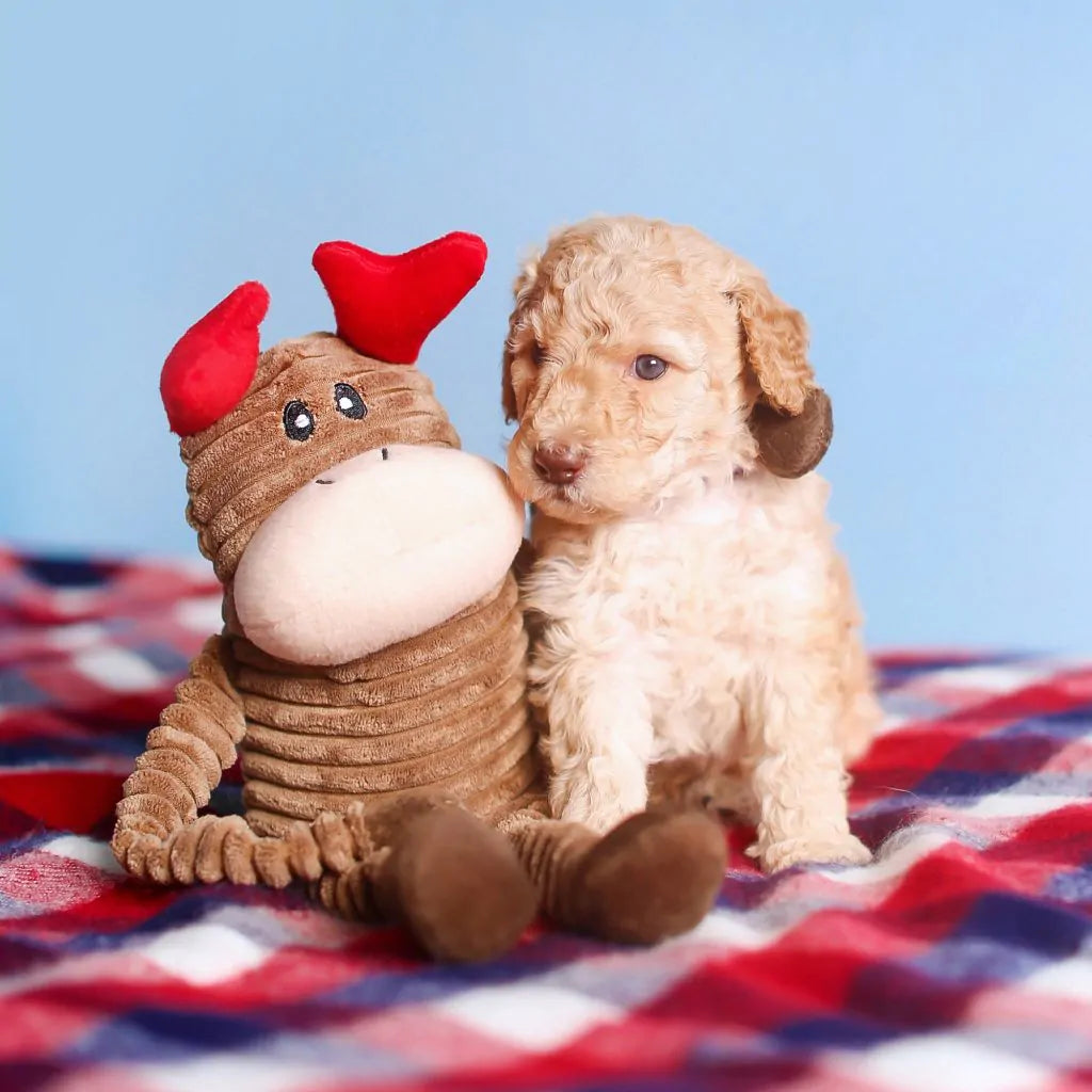 Puppy sitting next to Small ZippyPaws Reindeer Holiday Crinkle Dog Toy on a checkered blanket with a blue background