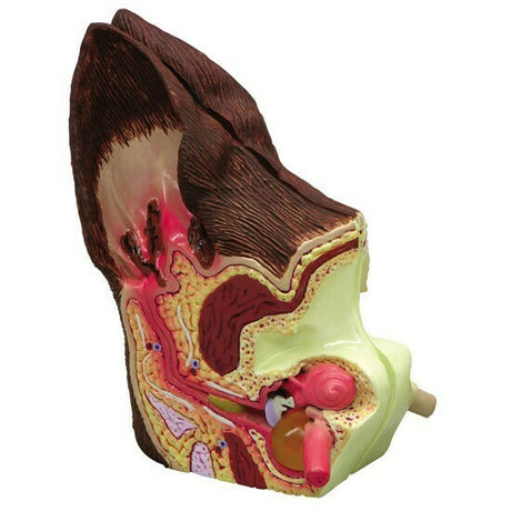 Canine Ear Model