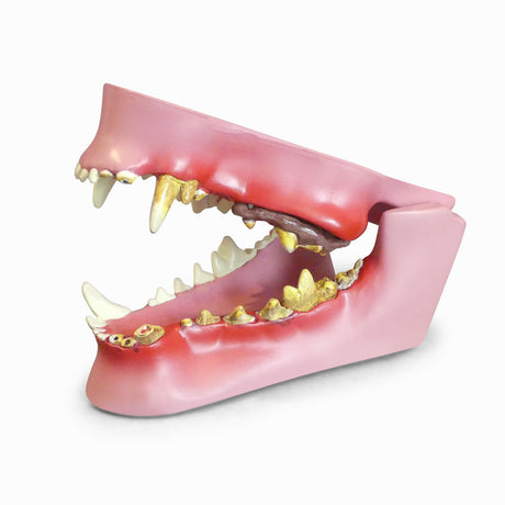 GPI Canine Jaw Model
