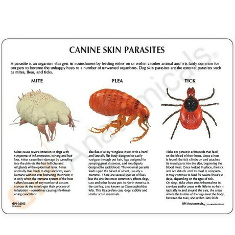 Skin Parasites Model
