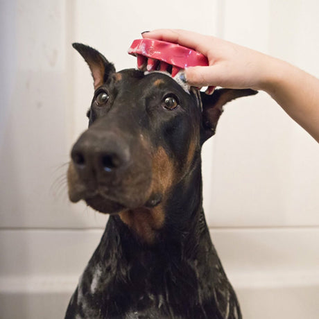 KONG ZoomGroom Rubber Curry Brush for Dogs, Raspberry in Use
