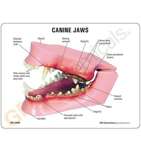 Canine Jaw Anatomical Model Details