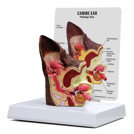 GPI Canine Ear Model