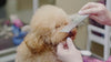 Poodle dog being groomed at a salon by a professional groomer. 